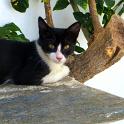 Mykonos Katzen (152)